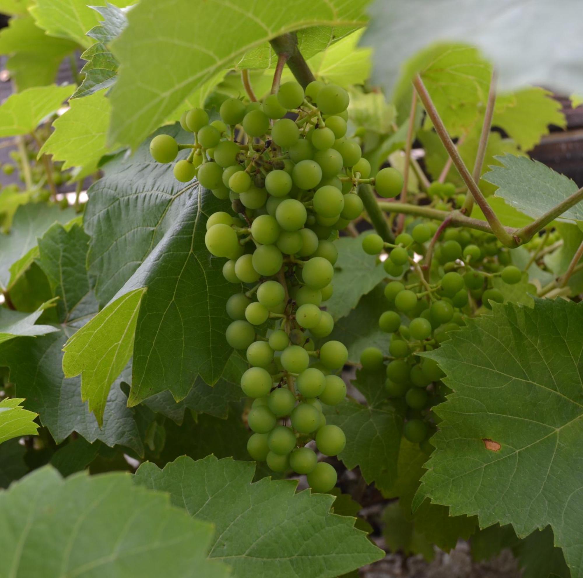 Les Bruyeres Gite Montbron エクステリア 写真